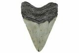 Serrated, Fossil Megalodon Tooth - North Carolina #272865-1